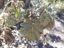 صورة Solanum myriacanthum Dun.