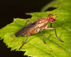 Image of Sciomyza aristalis (Coquillett 1901)