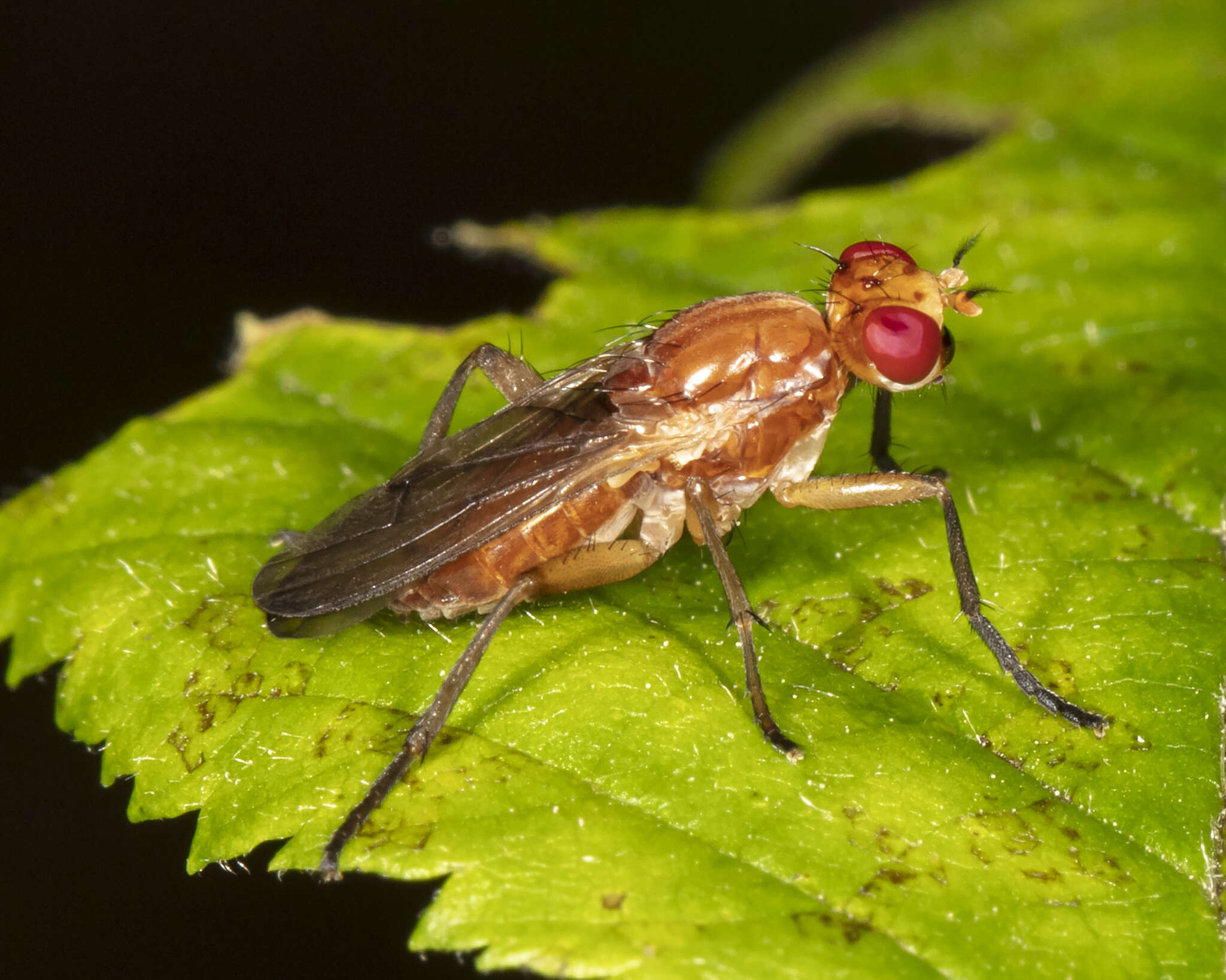 Image de Sciomyza aristalis (Coquillett 1901)