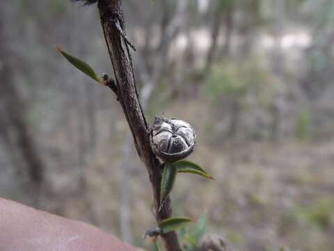 Image of Leptospermum arachnoides Gaertner