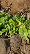 Imagem de Sonchus latifolius (Lowe) R. Jardim & M. Seq.