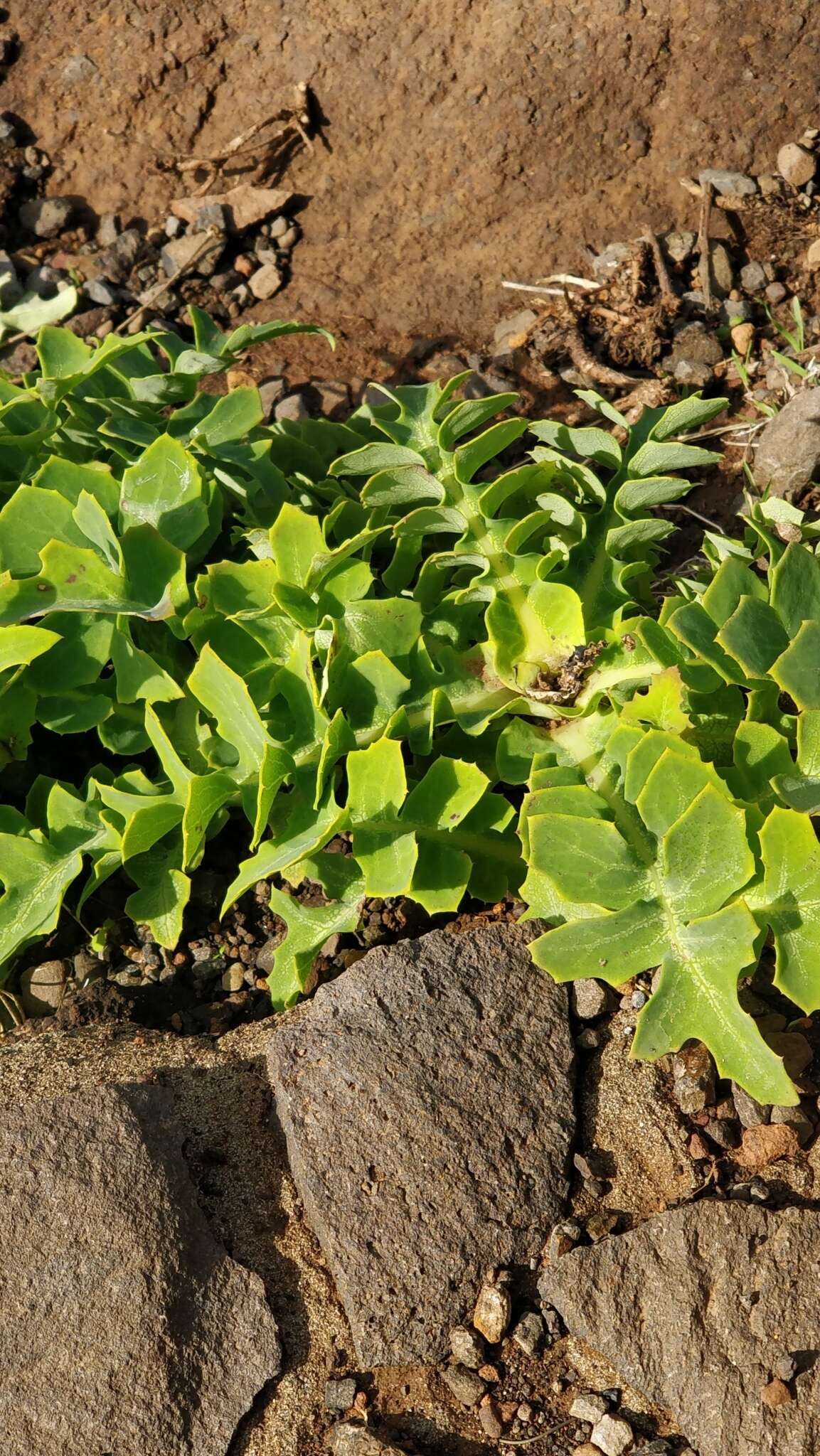 Image of Sonchus latifolius (Lowe) R. Jardim & M. Seq.