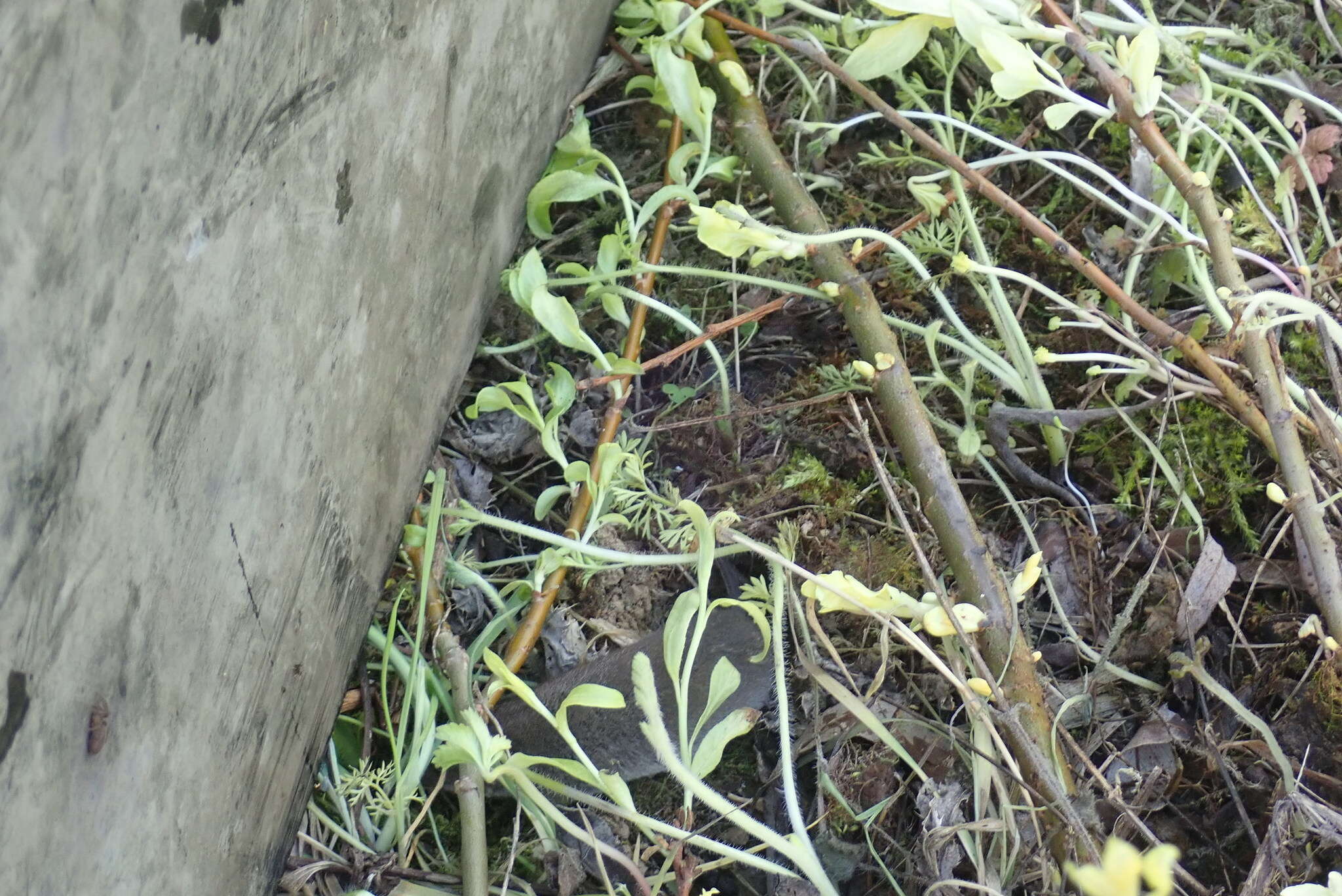 Image of greater white-toothed shrew, house shrew