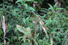 Image of Manchurian Bush Warbler