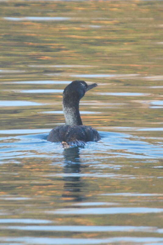 Image of Otago Shag