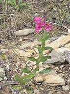 Слика од Penstemon triflorus Heller