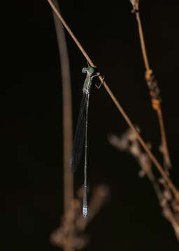 Image of Rhadinosticta simplex (Martin 1901)