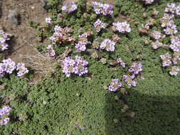 Image of Junellia micrantha (Phil.) Moldenke