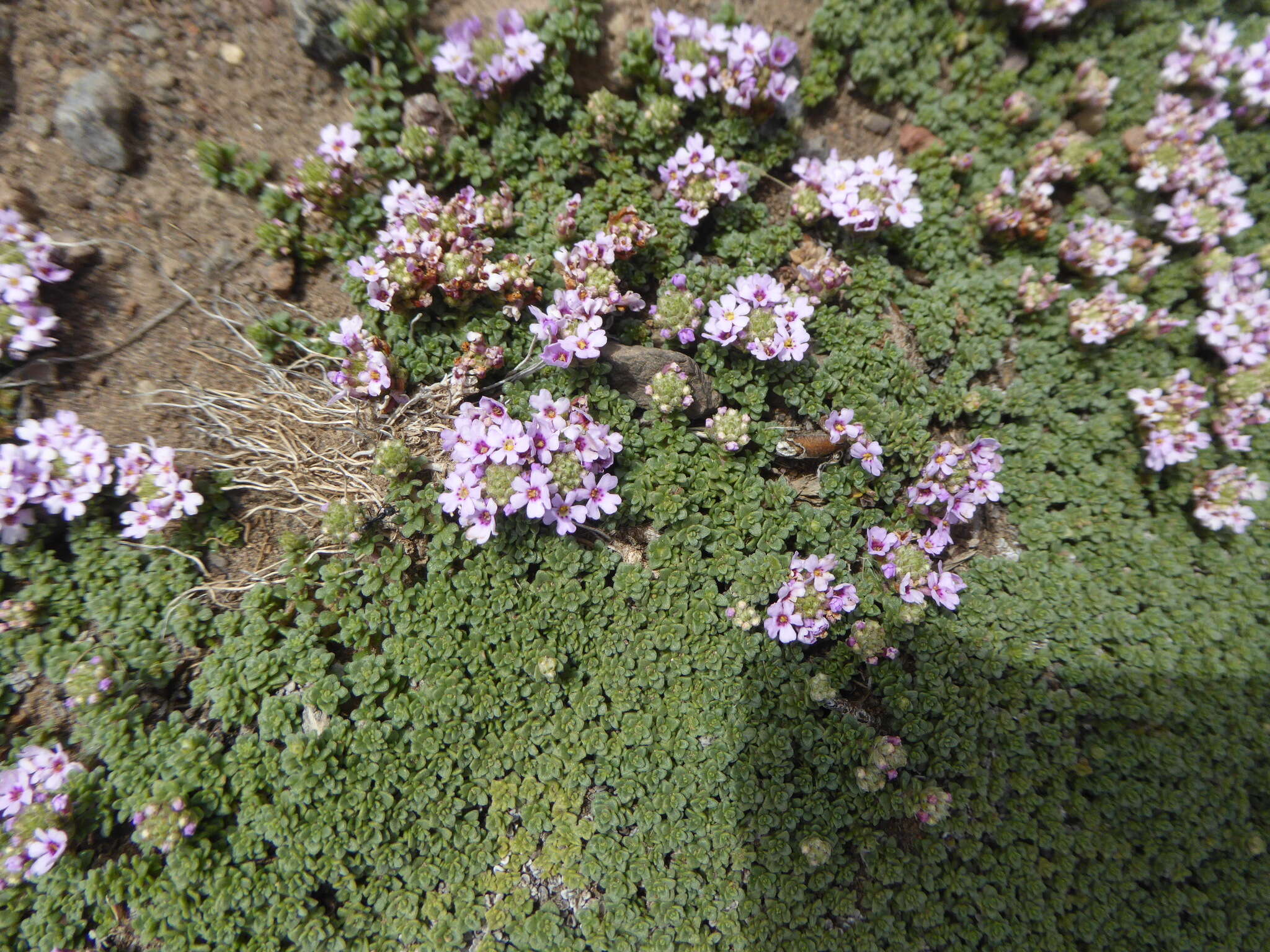 Sivun Junellia micrantha (Phil.) Moldenke kuva