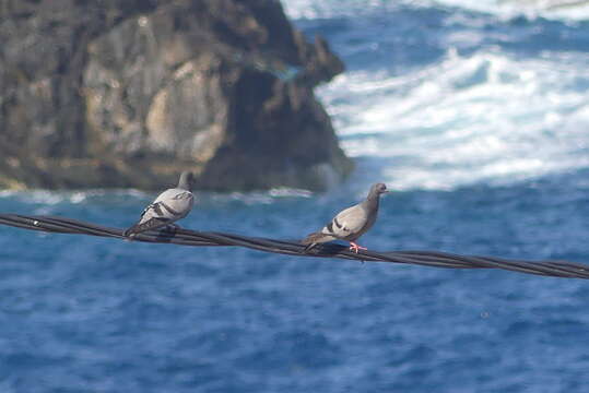 Image de Columba livia livia Gmelin & JF 1789