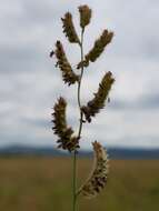 Plancia ëd Brachiaria nigropedata (Munro ex Ficalho & Hiern) Stapf