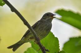 Image of Gray Bunting