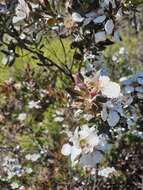 Image of Leptospermum turbinatum J. Thompson