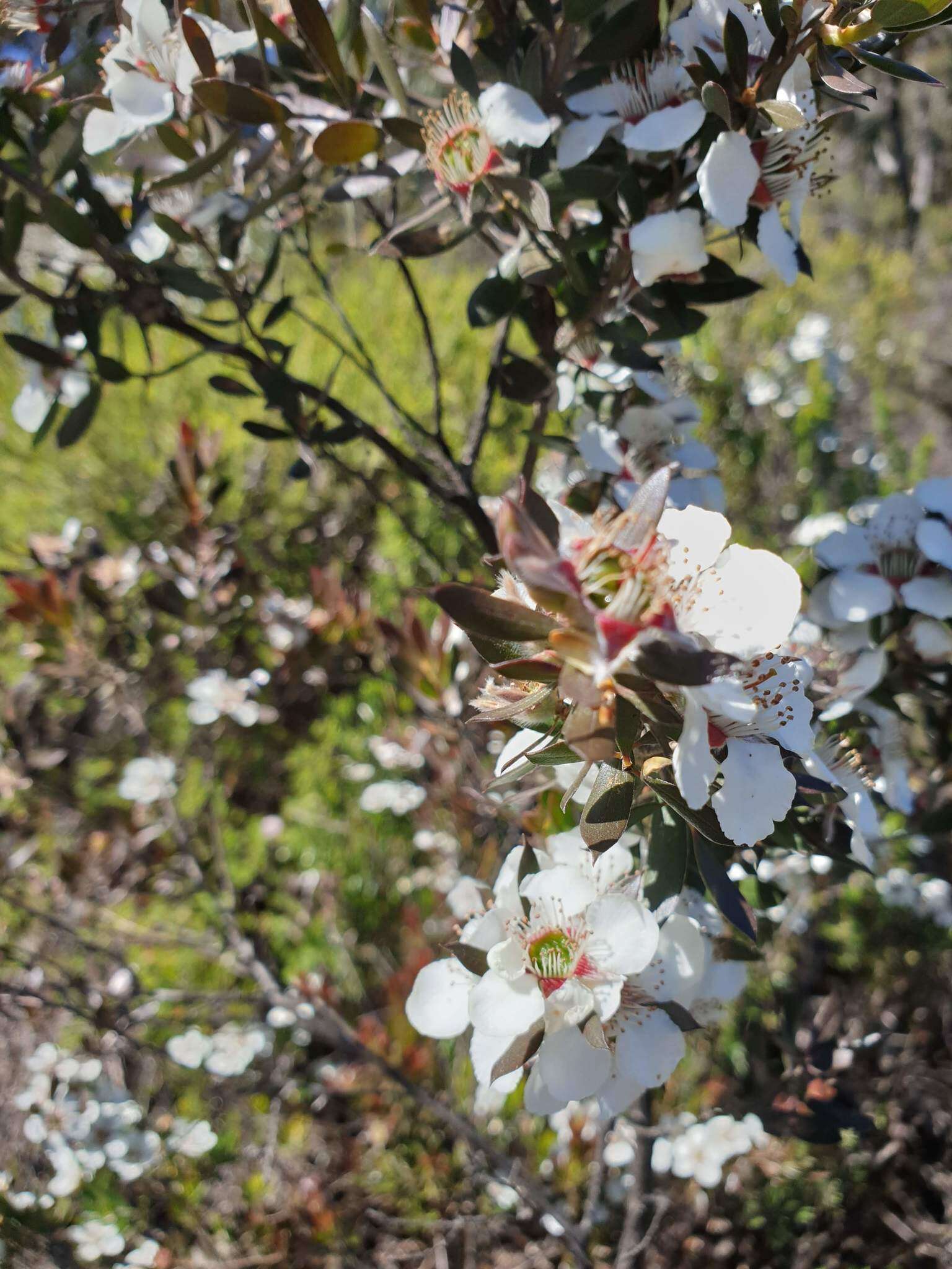 Sivun Leptospermum turbinatum J. Thompson kuva