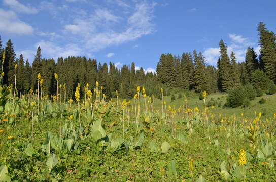 Image of Ligularia macrophylla (Ledeb.) DC.