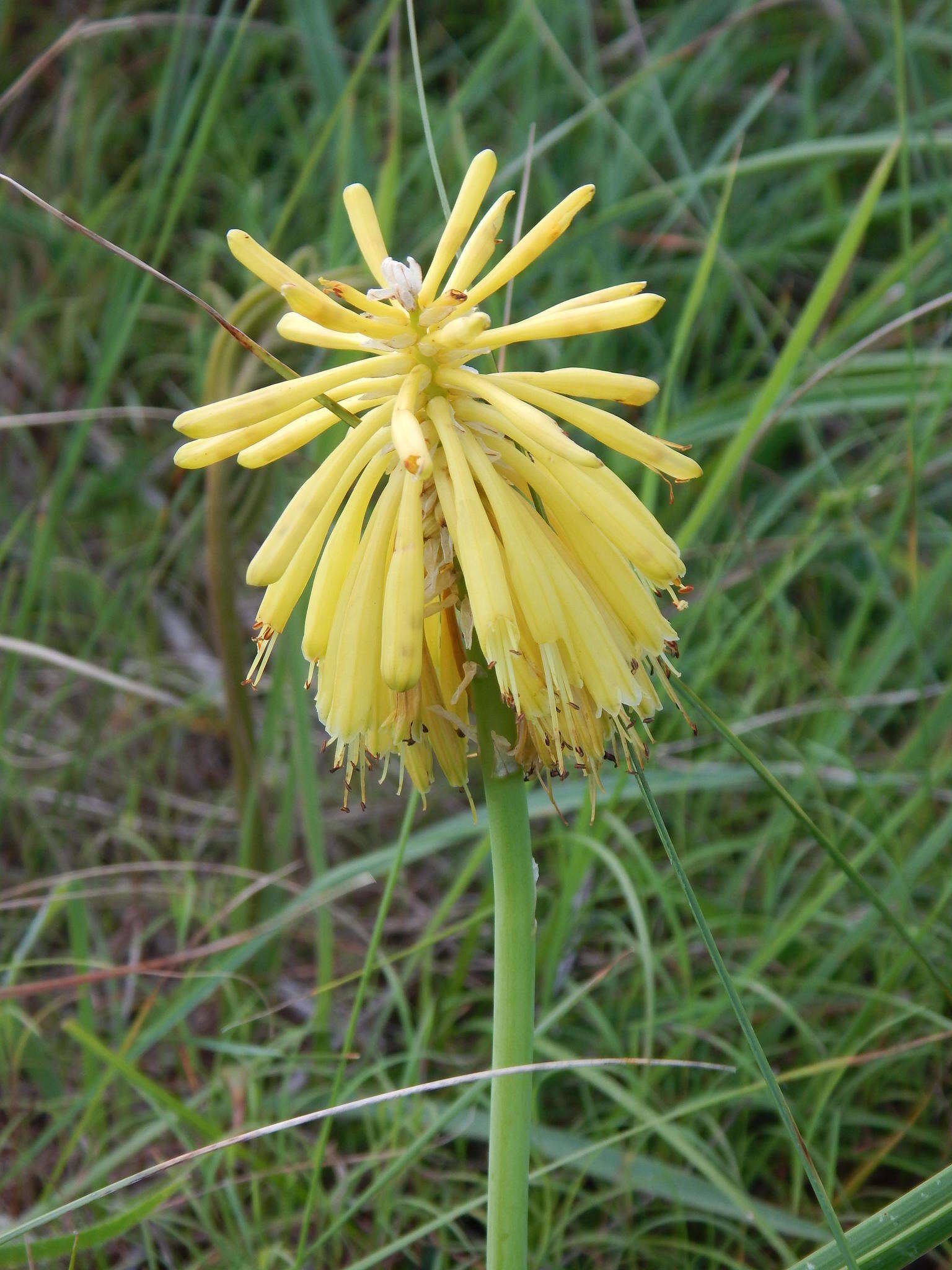 Image of Kniphofia coddiana Cufod.