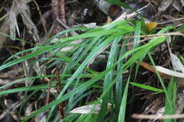 Image of Cymbidium serratum Schltr.