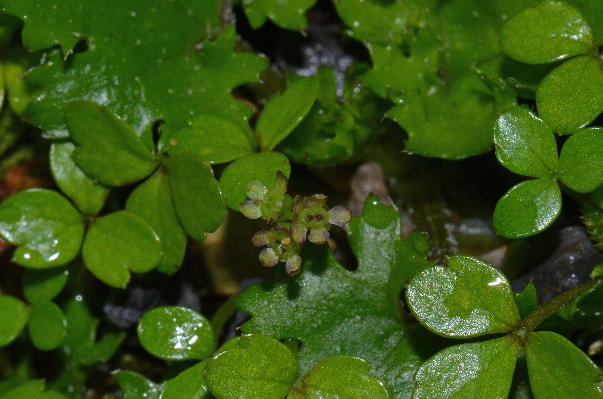 صورة Azorella nitens Petrie