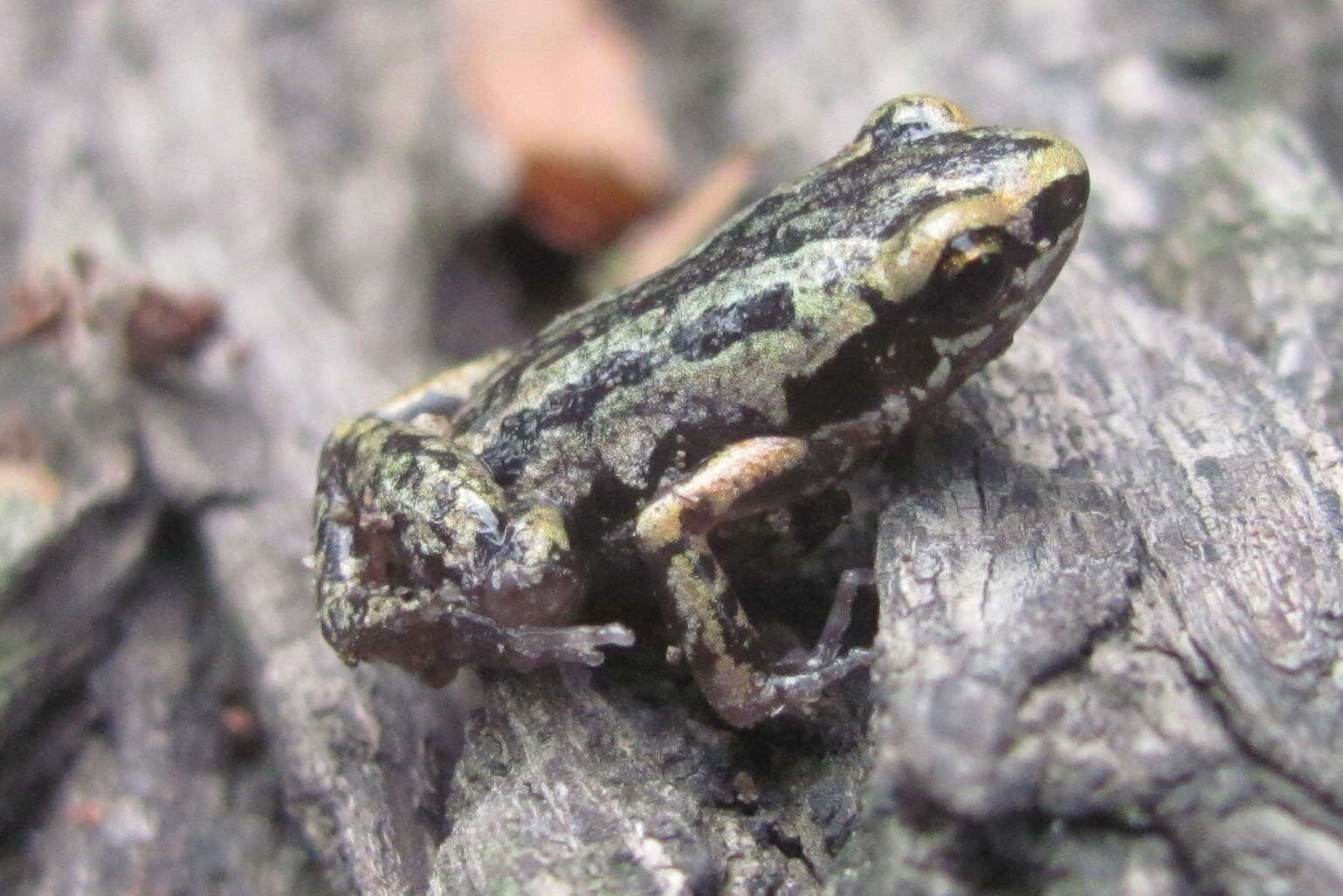 Image of Micryletta erythropoda (Tarkhnishvili 1994)