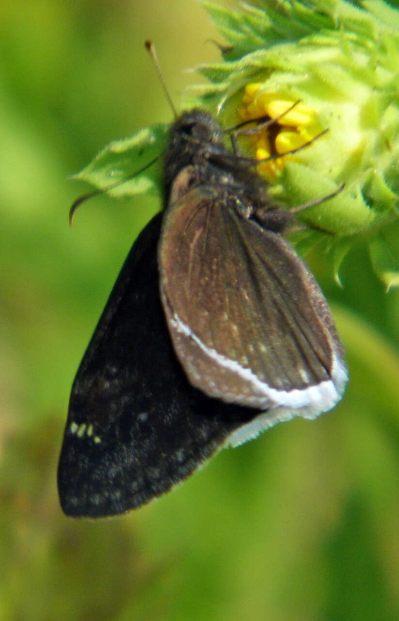 Image of Funereal Duskywing