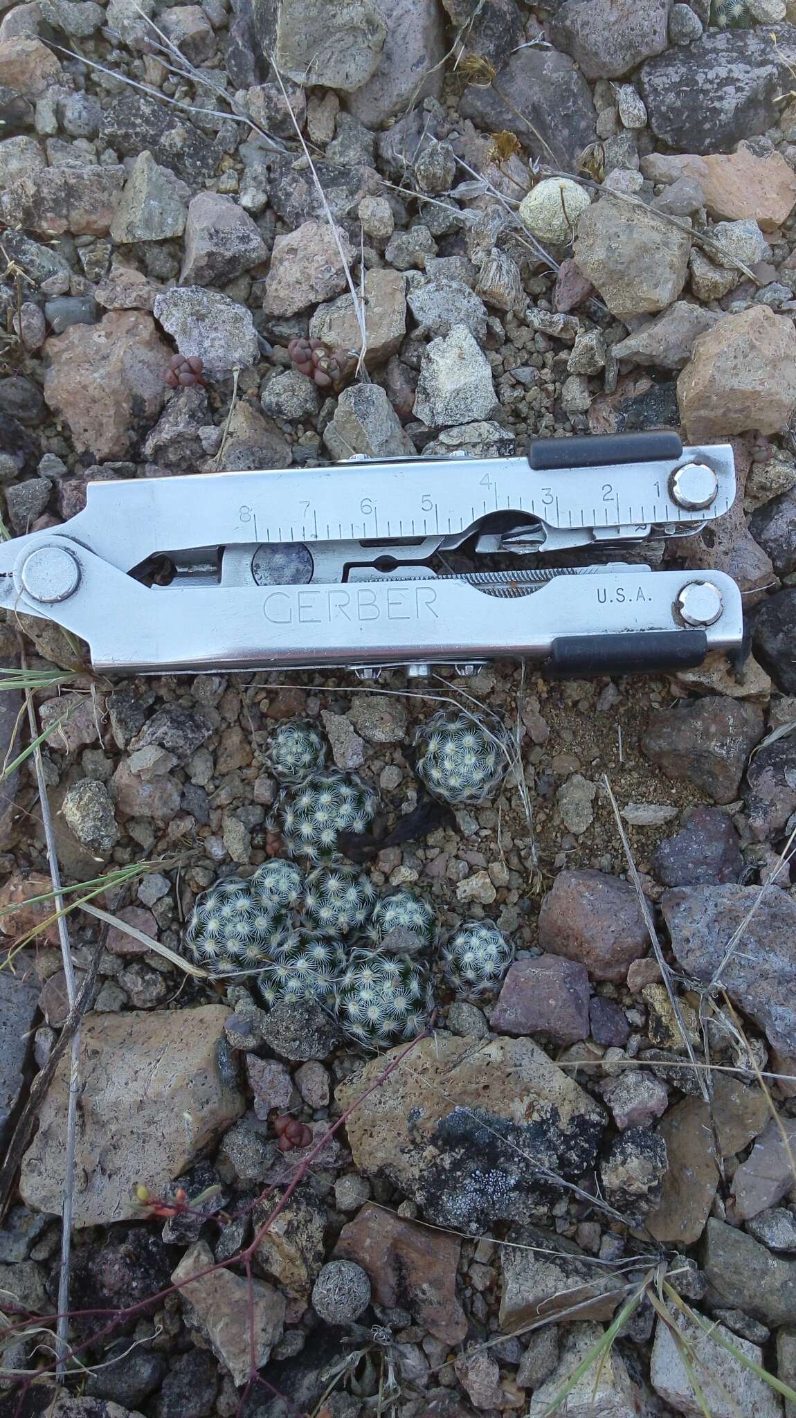 Image of Mammillaria saboae subsp. haudeana (A. B. Lau & K. Wagner) D. R. Hunt