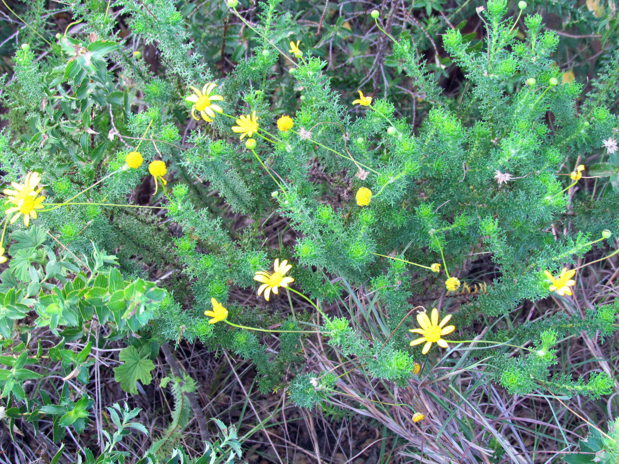 Euryops ursinoides B. Nordenst. resmi