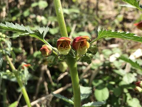 Scrophularia sambucifolia L. resmi