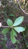 Image of Ternstroemia brasiliensis Cambess.