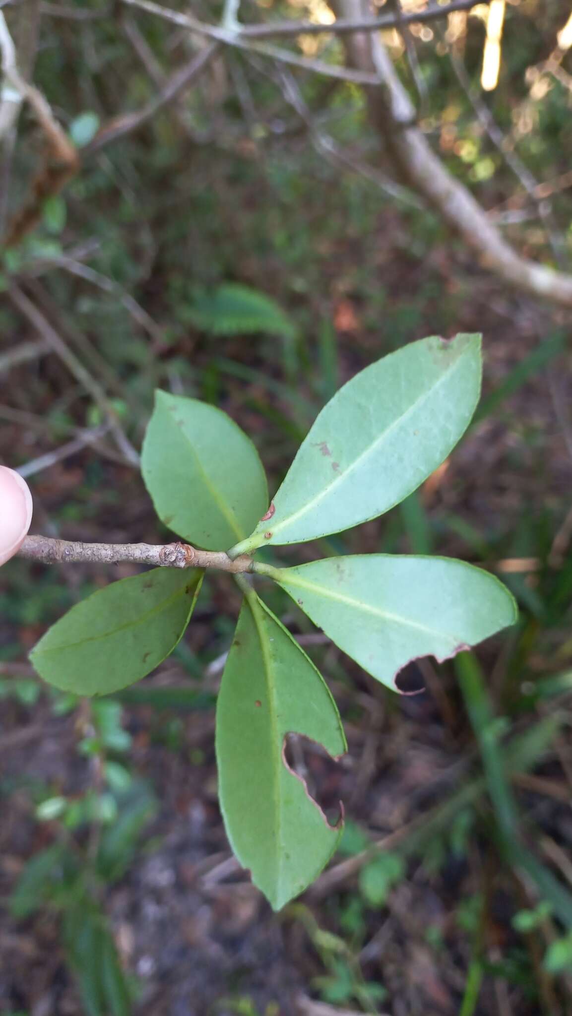 Image of Ternstroemia brasiliensis Cambess.