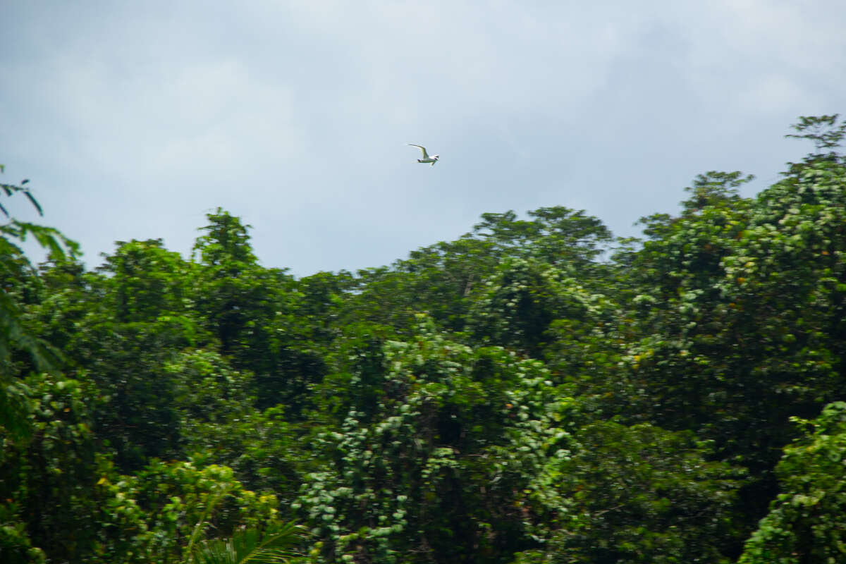 Image of White-tailed Tropicbird