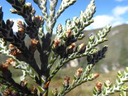 Image of Andicolea leptothamna (Mattf.) Mayta & Molinari