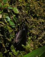 Carabus (Platycarabus) creutzeri Fabricius 1801 resmi