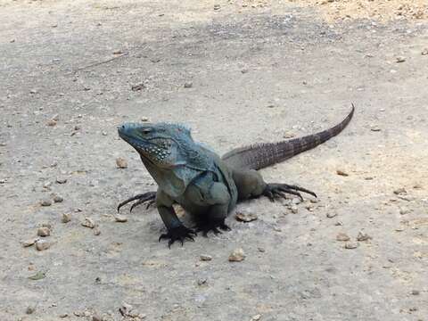 Image de Iguane bleu