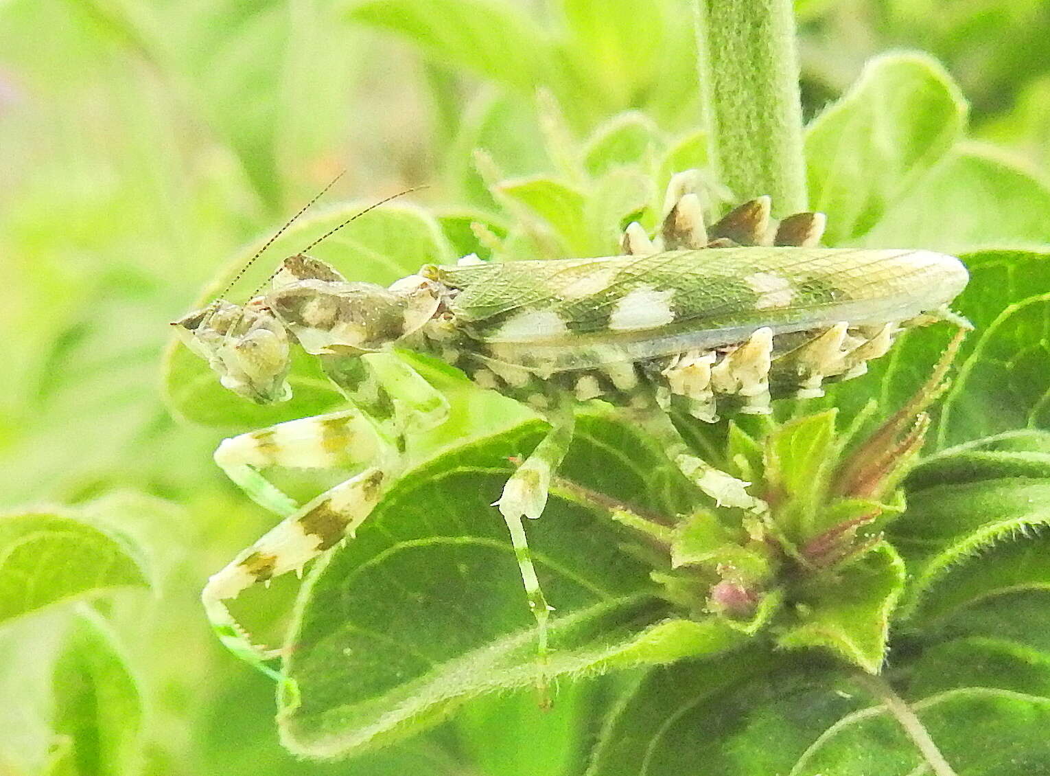 Plancia ëd Harpagomantis tricolor Linne 1758