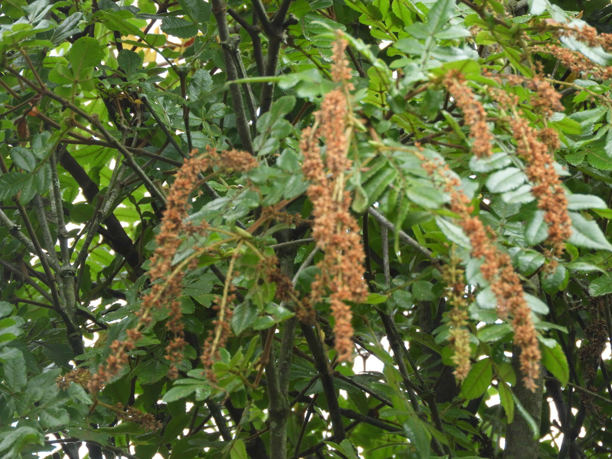 Image of Weinmannia pubescens Kunth