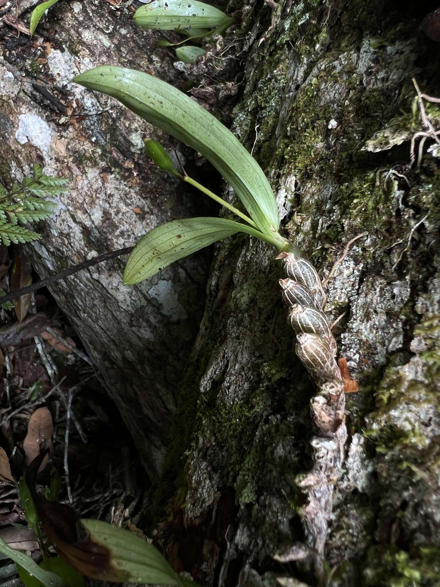 Conchidium japonicum (Maxim.) S. C. Chen & J. J. Wood的圖片