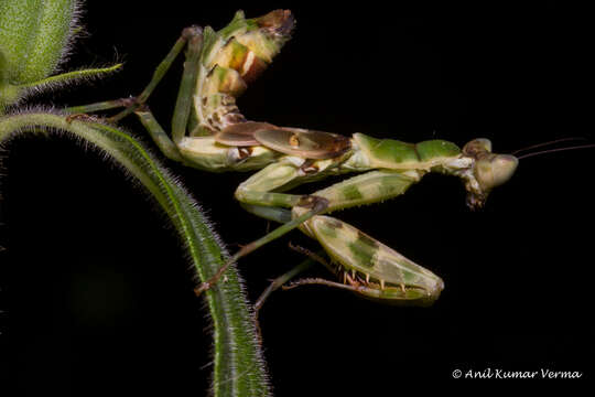 Imagem de Creobroter pictipennis Wood-Mason 1878