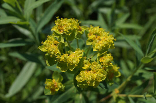 Image of Marsh Spurge