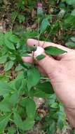 Image of Klasea quinquefolia (Willd.) Greuter & Wagenitz