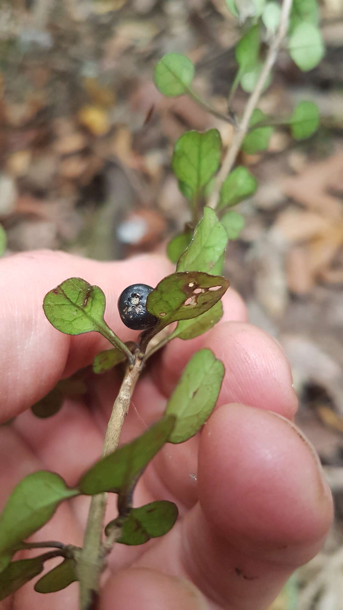 Image of Coprosma spathulata subsp. spathulata