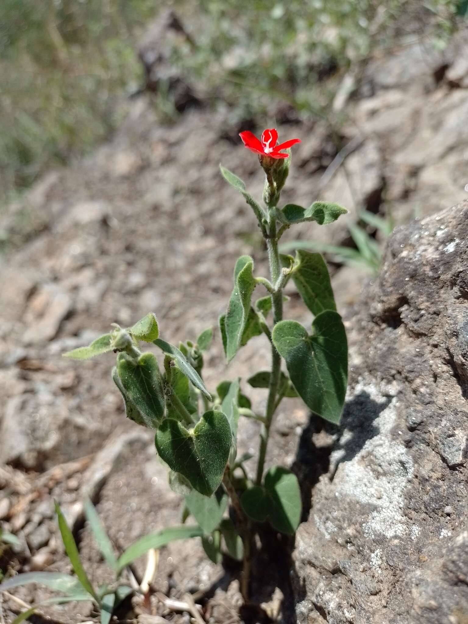 Image of Oxypetalum coccineum Griseb.