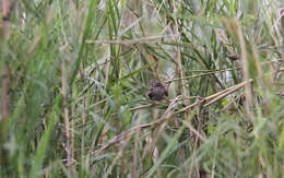 Image of Russet Bush Warbler