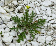 Plancia ëd Diplotaxis tenuifolia subsp. cretacea (Kotov) Sobrino Vesperinas