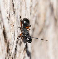 Image de Polyrhachis femorata Smith 1858