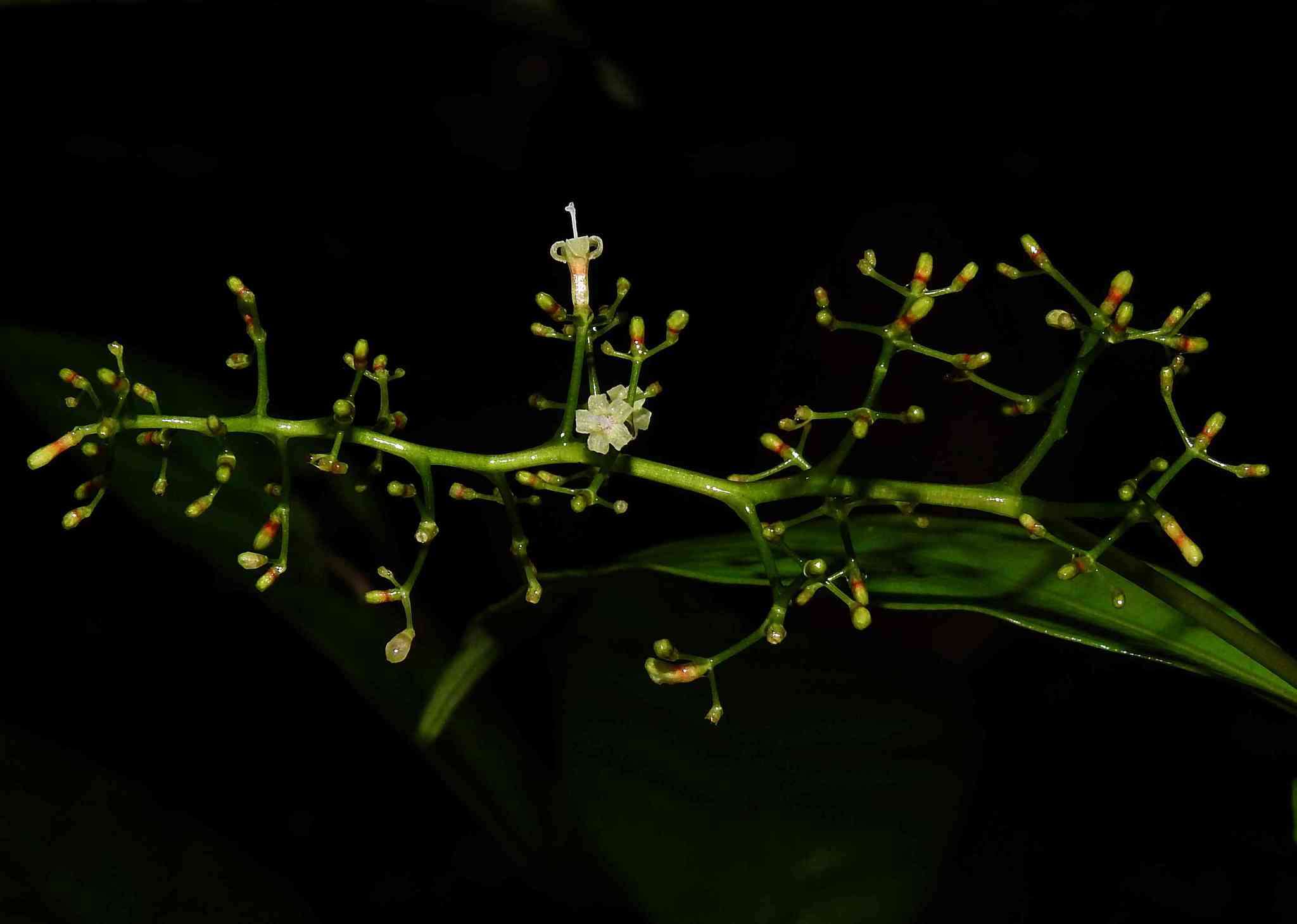 Image de Palicourea paniculata (L. fil.) P. L. R. Moraes & C. M. Taylor