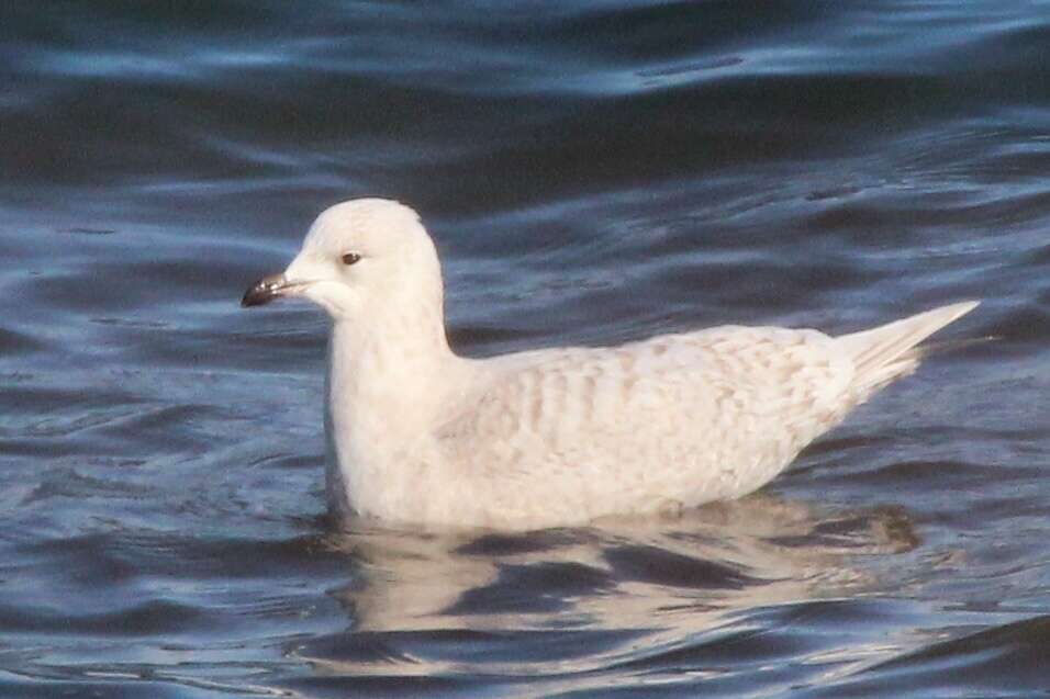 Image de Larus glaucoides kumlieni Brewster 1883