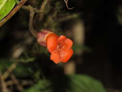 Image of Besleria formosa C. V. Morton