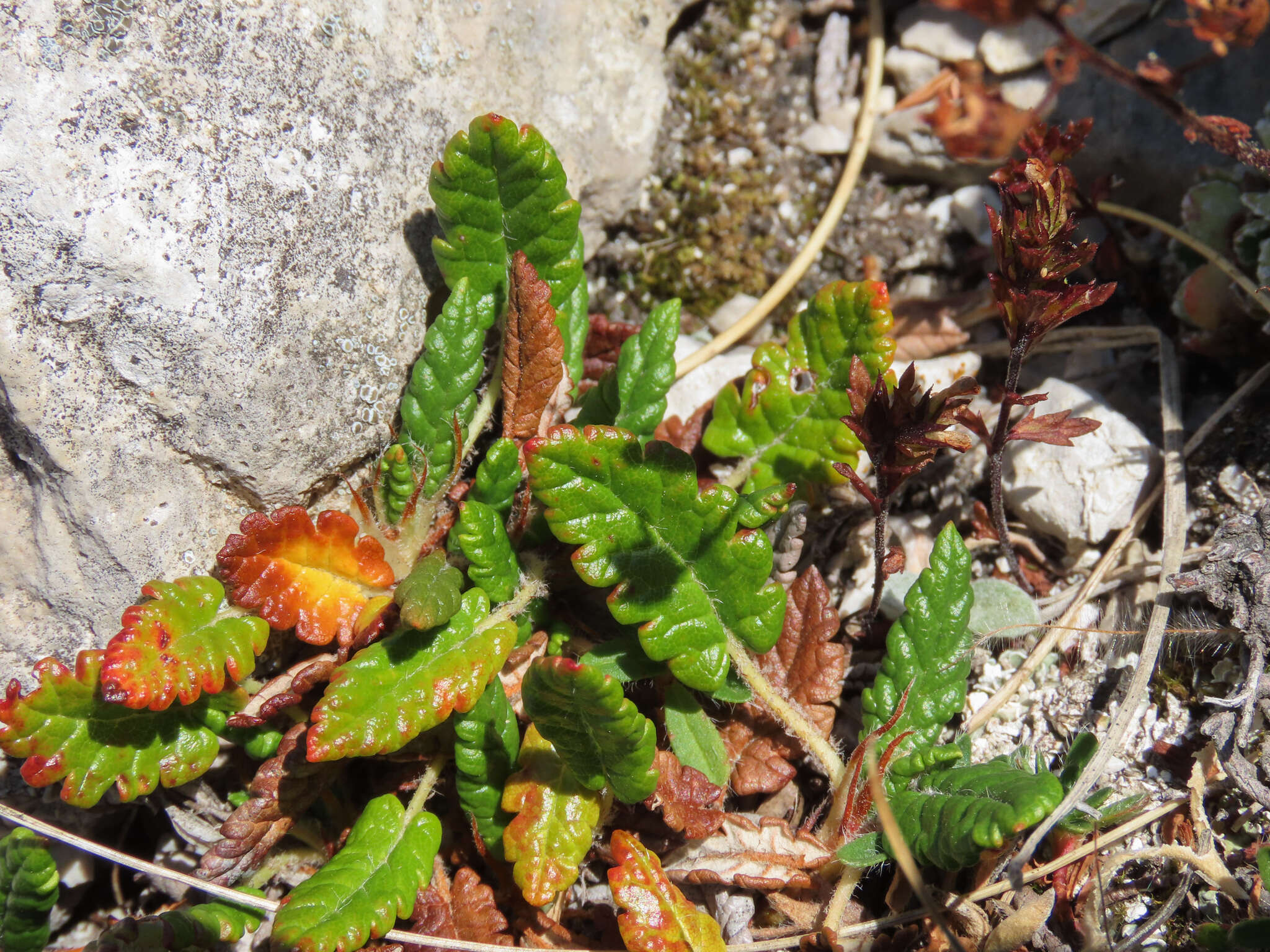 Image of eightpetal mountain-avens