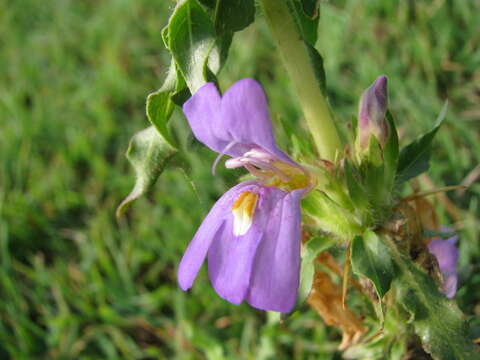 Image of Hygrophila schulli (Buch.-Ham.) M. R. Almeida & S. M. Almeida