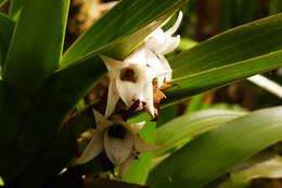 Image de Angraecum bracteosum Balf. fil. & S. Moore